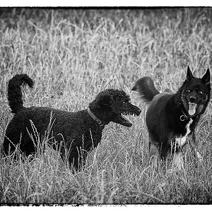 Wer ist der bösere Wolf? - Nora + Momo