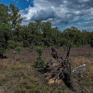 Bokeler Heide (1 von 1).jpg