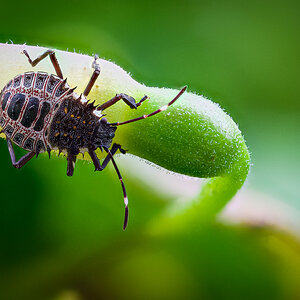 Bug retouched