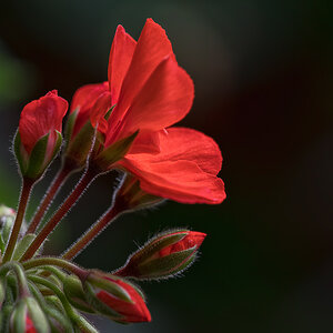 Pelargonium-Zonale-Hybride.jpg