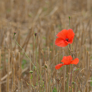 DSC_2632_00001_02.jpg