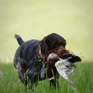 Jagdhundtraining