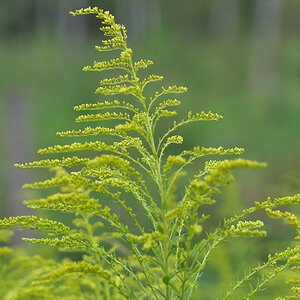 50 shades of green