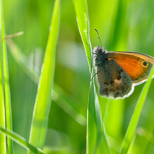 Schmetterling