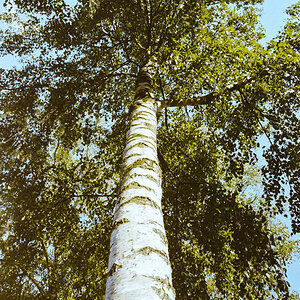 aufstrebender Baum