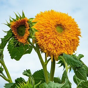 OF2_31493.jpg
