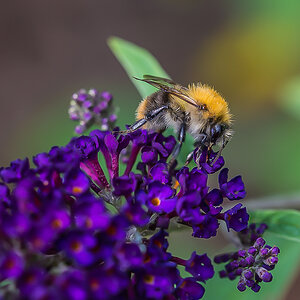 Hummel 1.jpg