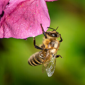 A7R_III_07305.jpg