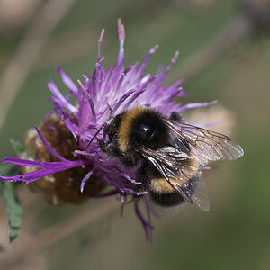 Dunkel Erdhummel.jpg