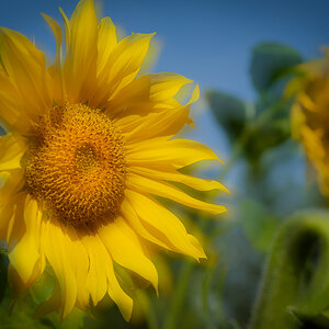 Sonnenblume-6399.jpg
