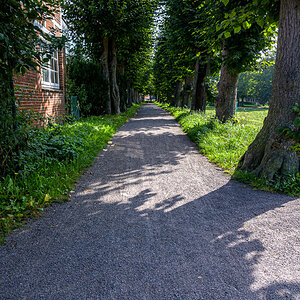 Allee