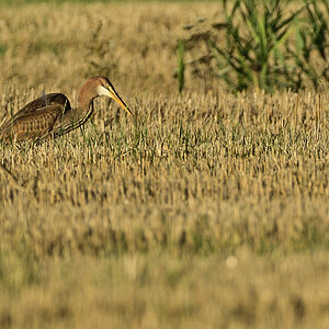 purpurreiherPHE4895nf.jpg