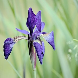 Iris.jpg