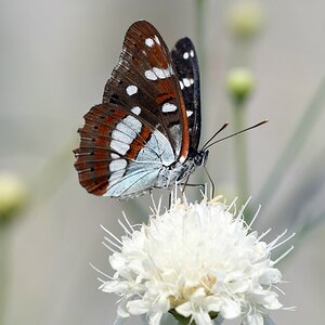comp_DSC_1032.jpg