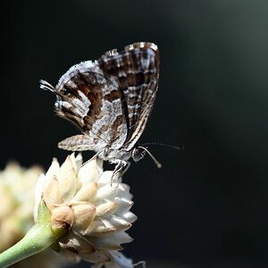 comp_comp_DSC_1790.jpg