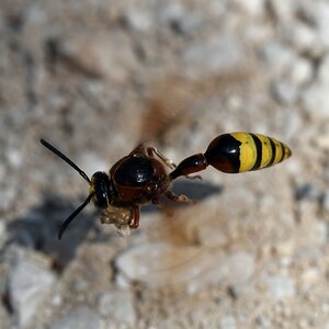 comp_DSC_1311.jpg