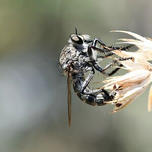 comp_DSC_1319.jpg