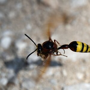 comp_DSC_1313.jpg