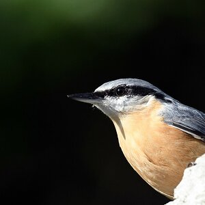 comp_DSC_2597.jpg
