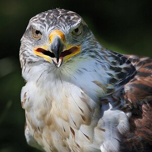 Königsrauhfußbussard_2.jpg