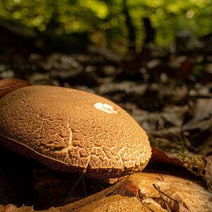 Pilz im Sonnenschein