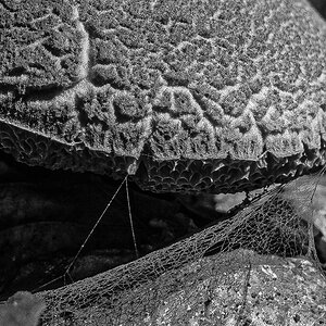 Pilz mit Spinnenweben