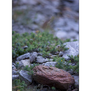 CasDSC_2336.jpg