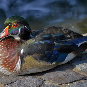 holz_ente.jpg