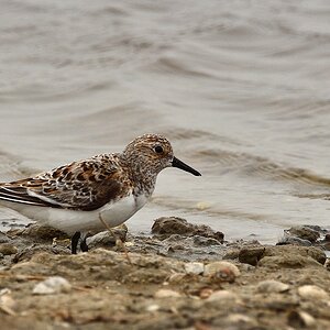 Sanderling-2019_14923 (2).jpg