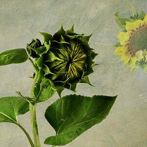 Sonnenblume