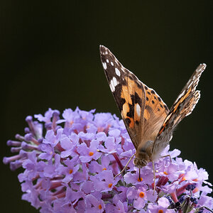 Schmetterling.jpg