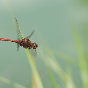 comp_DSC_1882.jpg