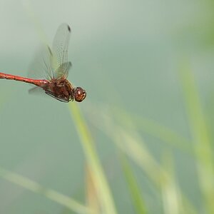 comp_DSC_1884.jpg