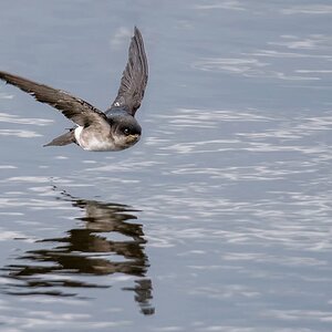 D50_4544_junge Mehlschwalbe über dem Wasswer der Elbe IIIA_7_2019.jpg
