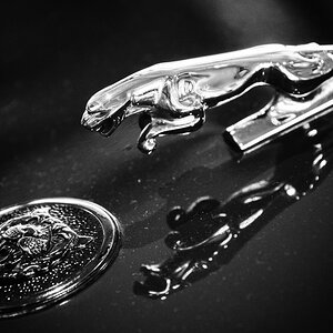 Jaguar im Spiegel (s/w - li-re)