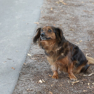 Wie Du siehst, ist hier in Brandenburg der Hund nicht begraben - Nelly