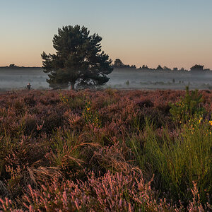 Mehlinger_Heide_006.jpg