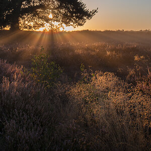 Mehlinger_Heide_004.jpg