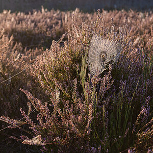Mehlinger_Heide_003.jpg