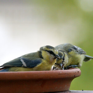 Im Vogelbad