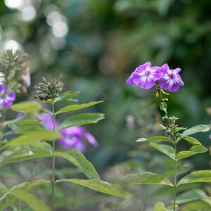 comp_GZ6_5063_DxO .jpg