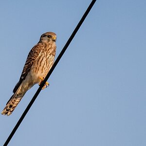 D50_8750_Turmfalke auf StromleitungIA_8_2019.jpg
