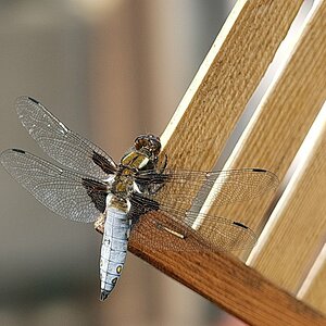 Libelle - Teich.JPG