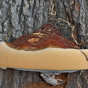 Pelzkragen (Wulstiger Lackporling - Ganoderma adspersum)
