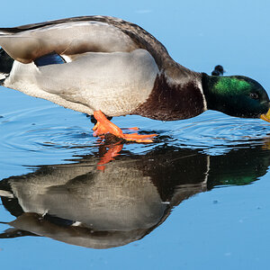 Ente über Wasser