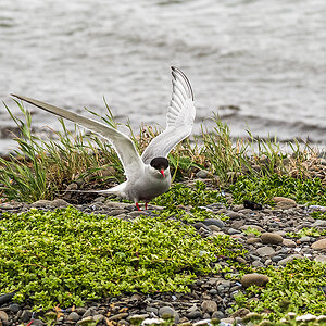 20190720_D850_1796vNF.jpg