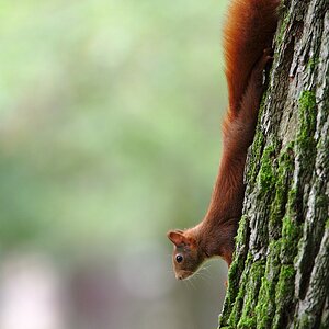 Eichhörnchen.jpg