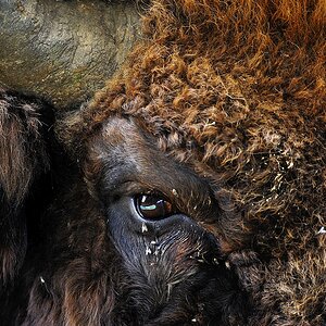 Bison-Portrait1.jpg