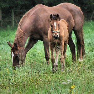 Trakehnerstute mit Fohlen.jpg