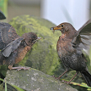 Amsel beim Füttern